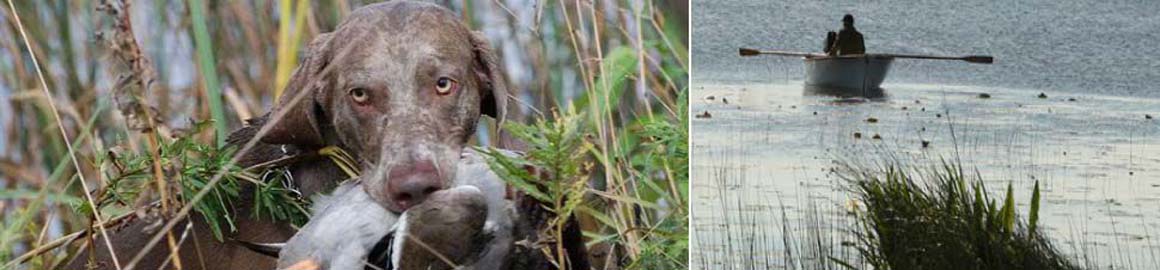 Weimaraner